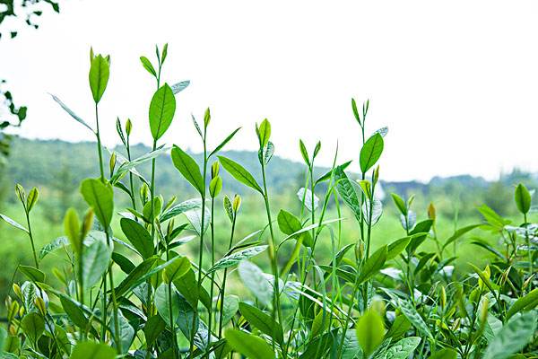 【茶知識(shí)】茶樹怎么種植？茶樹的種植方式與密度