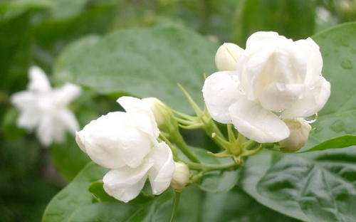 茉莉花茶多少錢一斤 茉莉花的盆栽花卉種類（收藏）