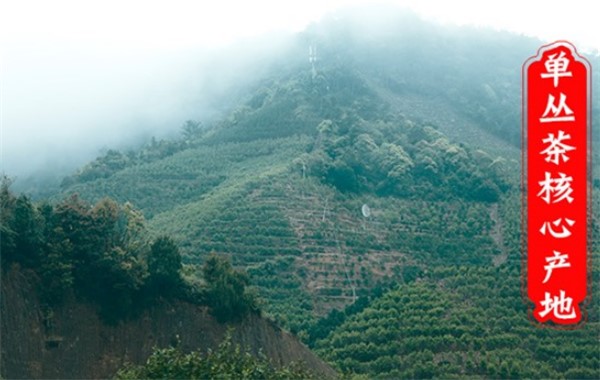 鳳凰單叢茶鴨屎香哪個品牌好？（收藏）