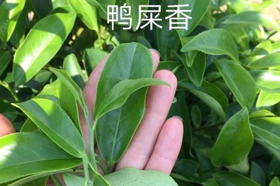 鴨屎香和大烏葉是同一種茶葉嗎，單叢大烏葉和鴨屎香有什么區(qū)