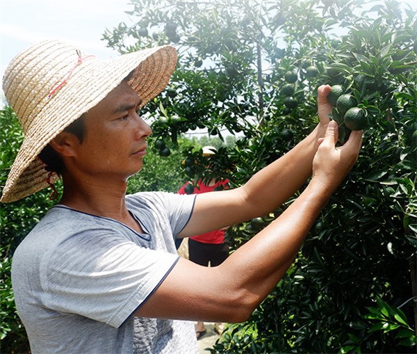 茶葉小青柑多少錢一斤？（收藏）