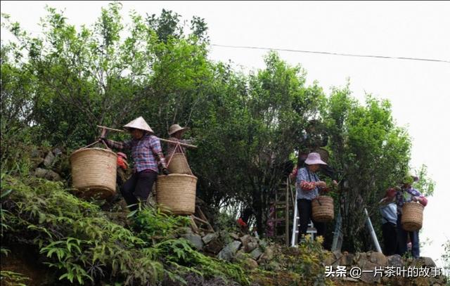 鳳凰單叢茶品鑒要點（收藏）