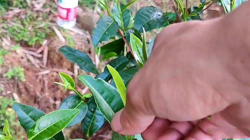 制茶的工藝流程？