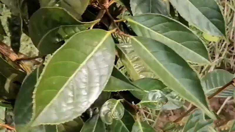 茶籽樹(shù)的種植與管理？