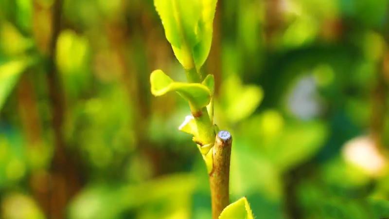 龍井茶的制作工藝流程？