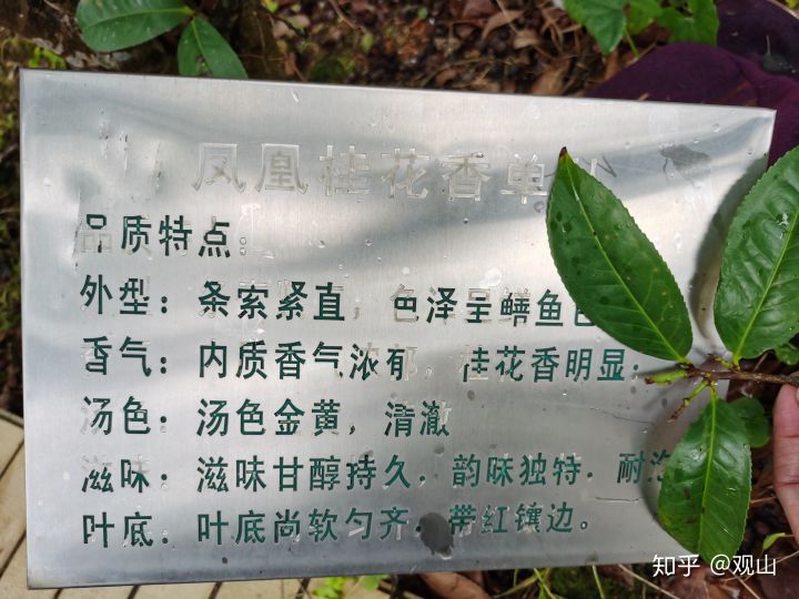 鳳凰單叢茶十大香型