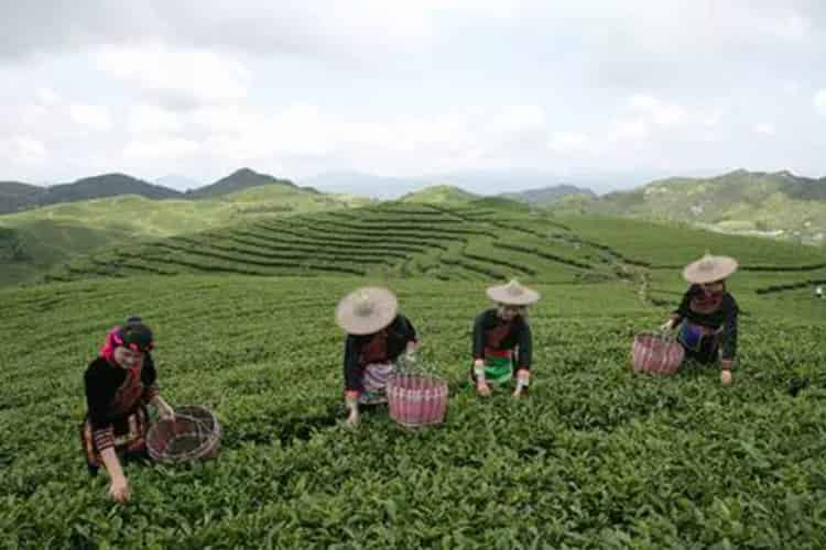 教你三分鐘區(qū)分白茶的好壞