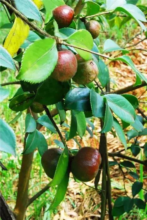 教你三分鐘就可以區(qū)分油茶樹、茶葉樹、茶花樹