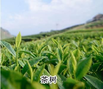 教你三分鐘就可以區(qū)分油茶樹、茶葉樹、茶花樹