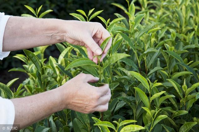 種植無公害茶葉需注意