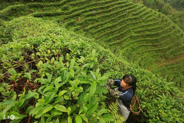 茶葉保質(zhì)期究竟應(yīng)該怎么標(biāo)示？