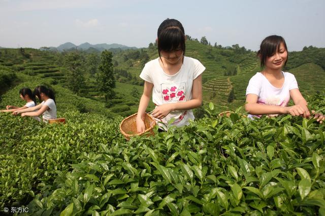 祁門紅茶的特點(diǎn)與祁門紅茶的發(fā)展史