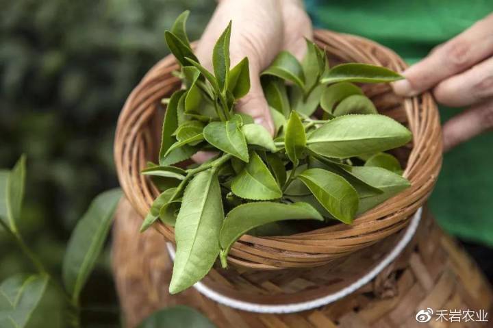 愛茶人的十個想問又不敢問的的問題