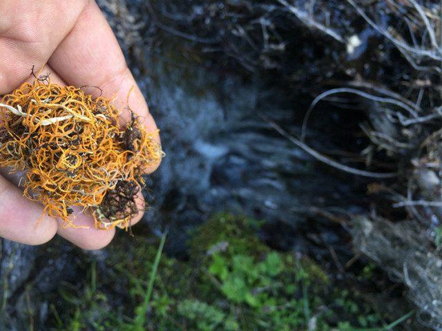 在海拔4000米以上雪域高山才有的茶葉！對于高血壓有奇效！