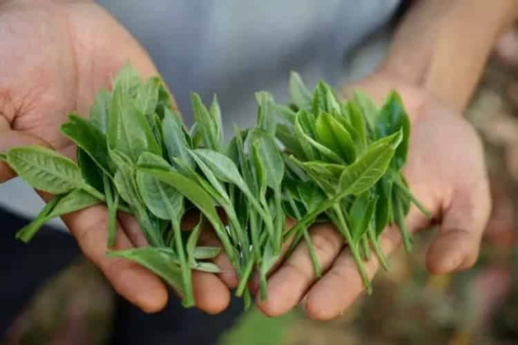 茶葉私房妙招 平添生活樂趣