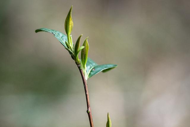 大唐極品貢茶——顧渚紫筍，陸羽一生摯愛