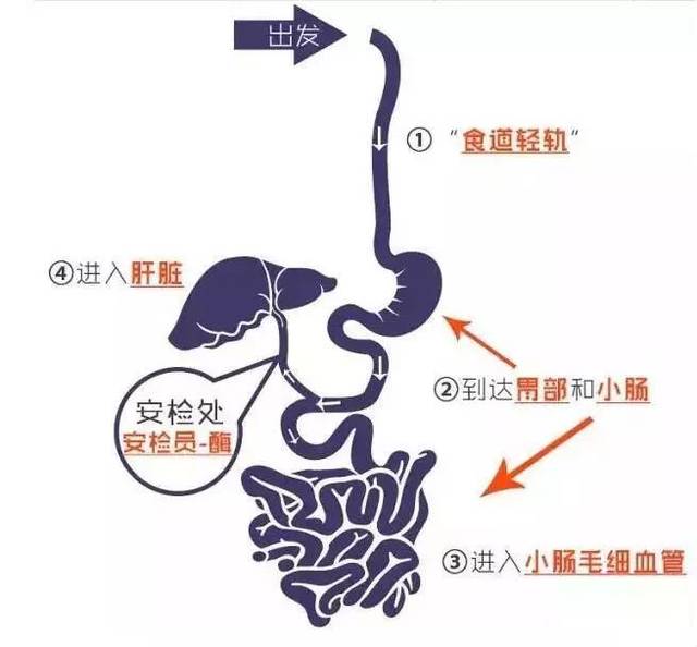 揭秘一杯茶在人體的內(nèi)部變化