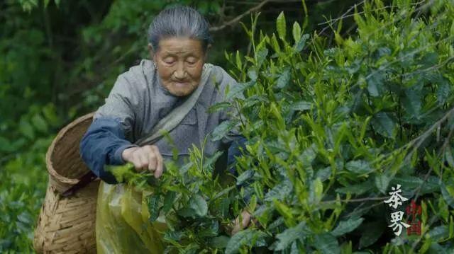 “你在吃樹葉嗎？”“不，我在喝茶！”