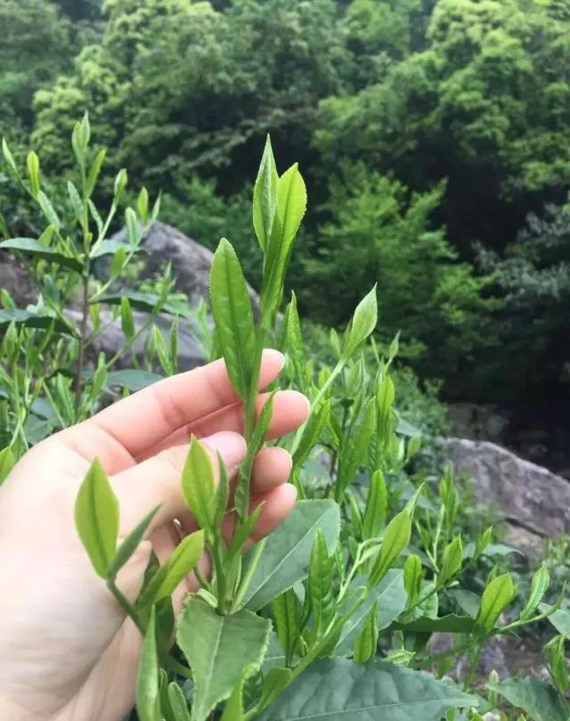 “你在吃樹葉嗎？”“不，我在喝茶！”