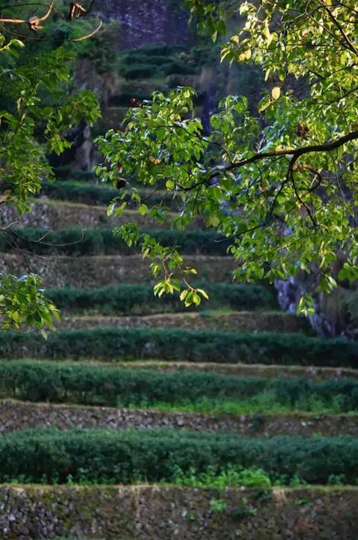 喝茶“鎖喉”，你確定這不是個(gè)武打片？