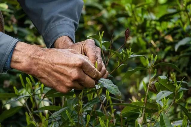 陶澍、左宗棠與黑茶之緣