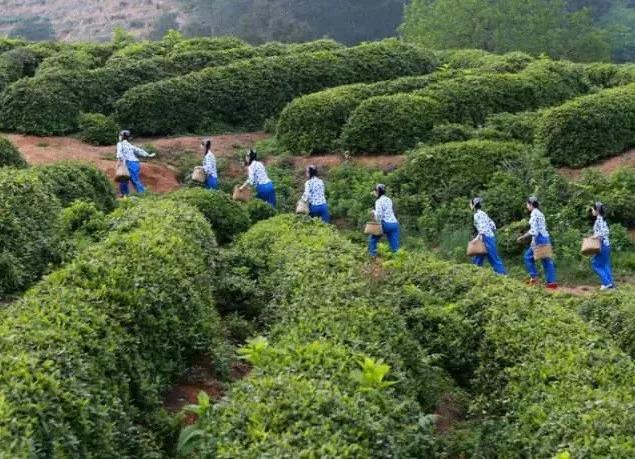 撒鹽、“天水”和采茶女，這些你不知道的茶事