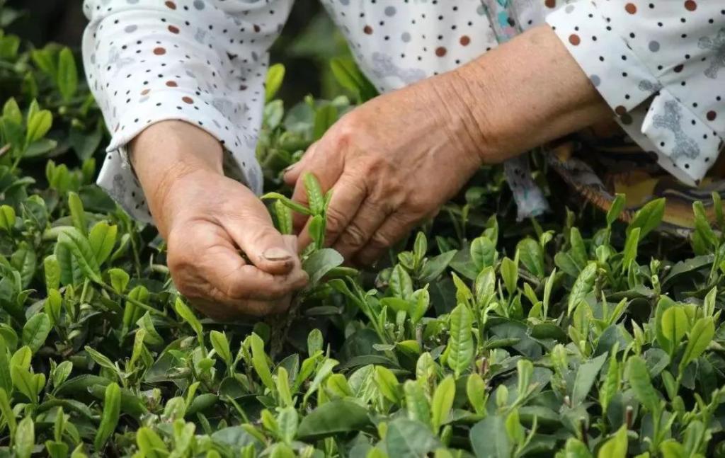 撒鹽、“天水”和采茶女，這些你不知道的茶事