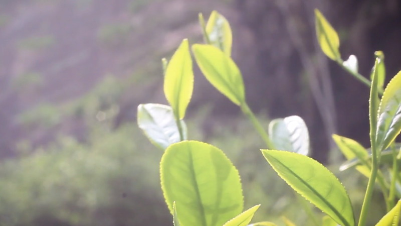 牛欄坑肉桂屬于什么茶？