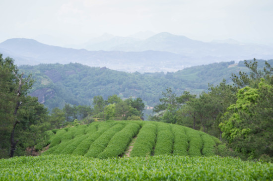 武夷山野茶屬于什么茶_武夷山野茶是紅茶嗎？