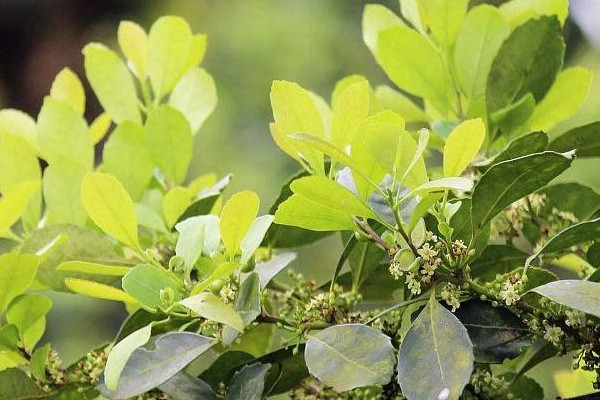 馬黛茶是什么茶？馬黛茶屬于哪種茶