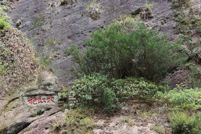 中國(guó)十大最貴的茶葉排行榜:武夷山大紅袍必須上榜