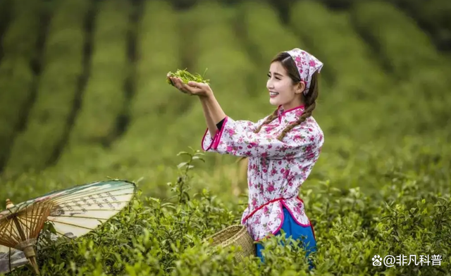 2000一斤的鴨屎香，究竟是什么茶？這個價格包含智商稅嗎？