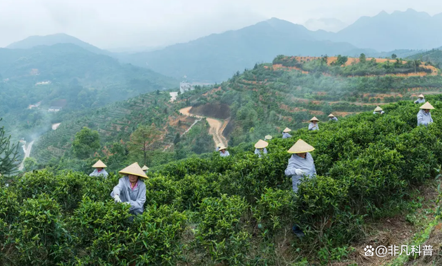 2000一斤的鴨屎香，究竟是什么茶？這個價格包含智商稅嗎？