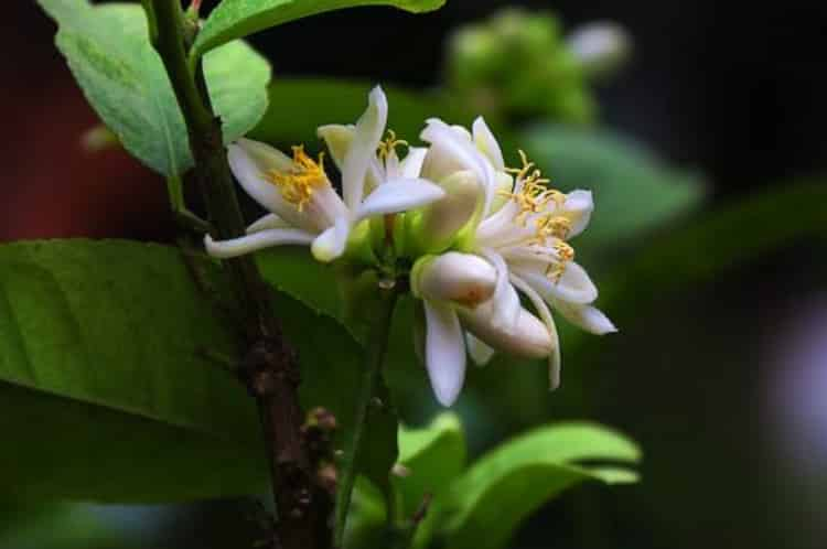 11種花茶搭配表 花茶如何搭配對人體有好處