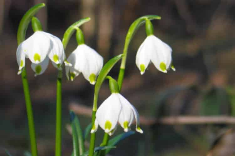 11種花茶搭配表 花茶如何搭配對人體有好處