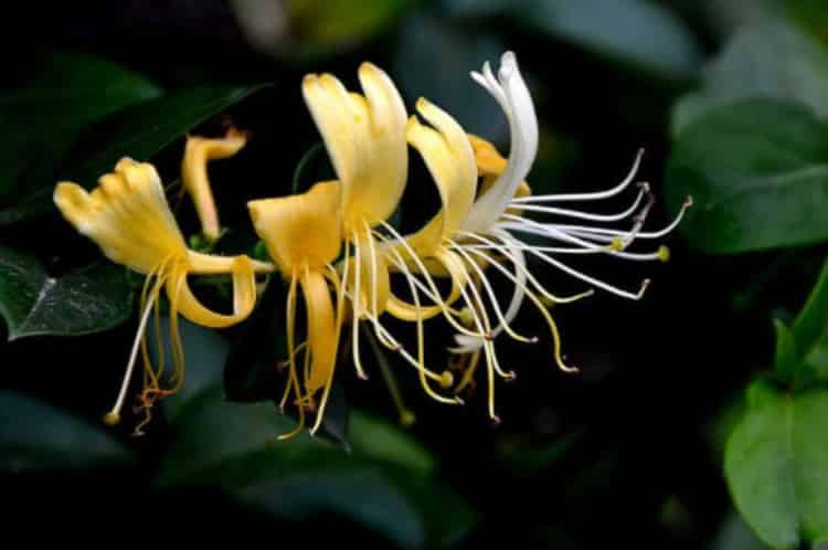 金銀花泡水喝竟有6個害處_金銀花為什么不能喝