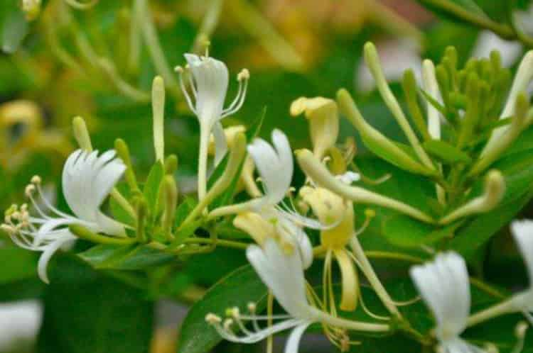 金銀花泡水喝竟有6個害處_金銀花為什么不能喝