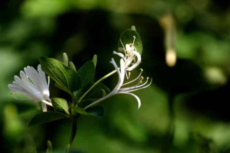 金銀花泡水喝竟有6個害處_金銀花為什么不能喝