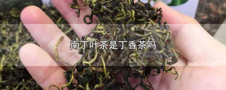 南丁葉茶是丁香茶嗎