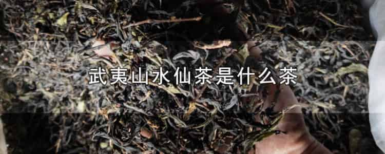 武夷山水仙茶是什么茶