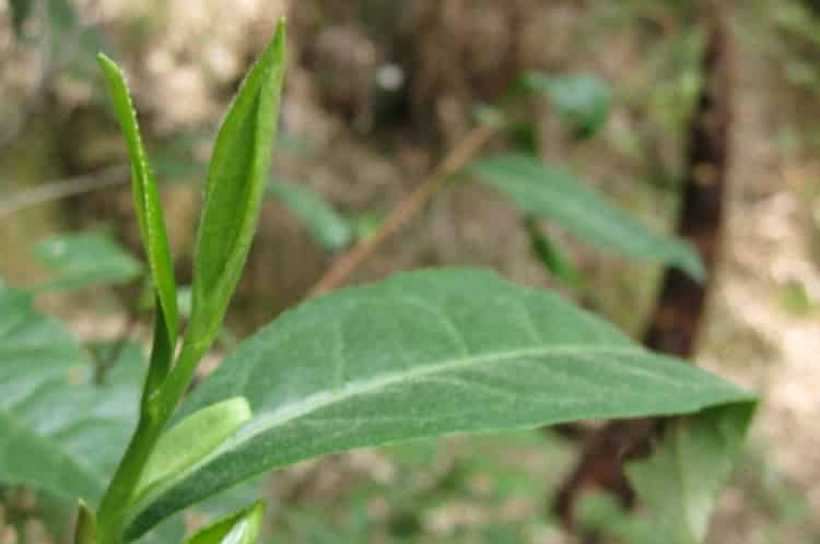 野生茶有哪幾種_野生茶特點(diǎn)簡介