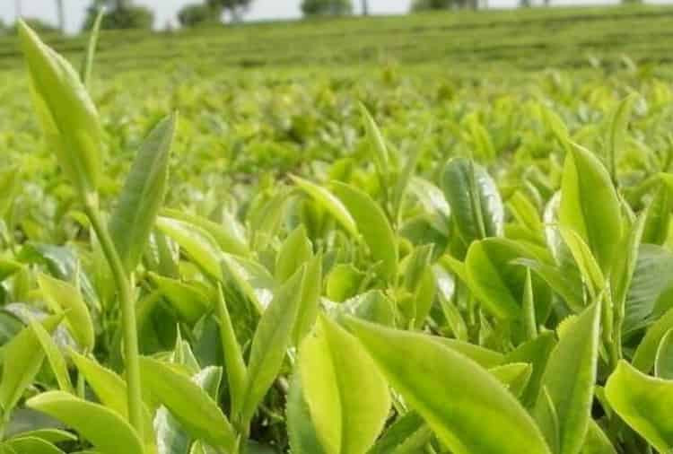 普洱茶是堿性還是酸性：新生茶酸性，熟茶和老生茶堿性