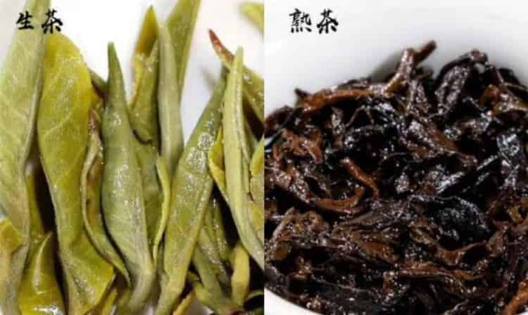 普洱茶生茶熟茶區(qū)分，茶色、湯色、茶味、葉底、功效不同