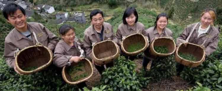 安徽茶葉品牌有哪些品牌_安徽四大名茶是哪四大名茶