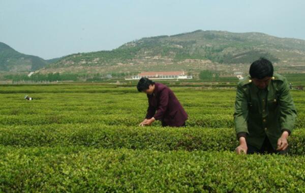 日照綠茶的特點(diǎn)，比普通綠茶更大（沖泡茶水顏色更深）