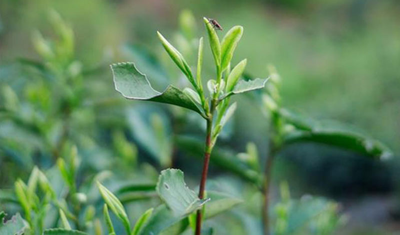 黃山毛峰屬于什么茶類(lèi)(產(chǎn)地是哪里)