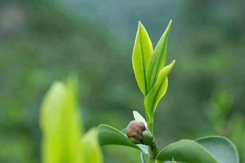 湖南名茶有哪些品種？湖南十大名茶排名