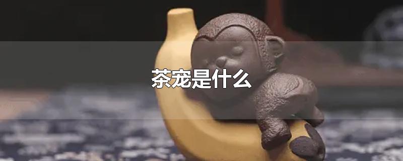 茶寵是什么（茶寵是什么材質(zhì)）