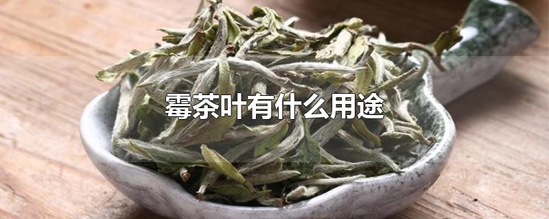 霉茶葉有什么用途（發(fā)霉茶葉有什么用途）