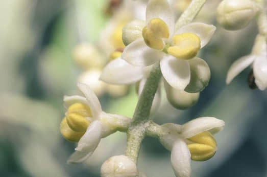 橄欖花茶的制法